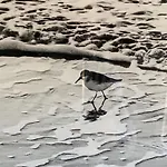 Strandlaeufer