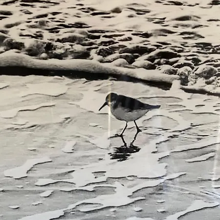 Strandlaeufer