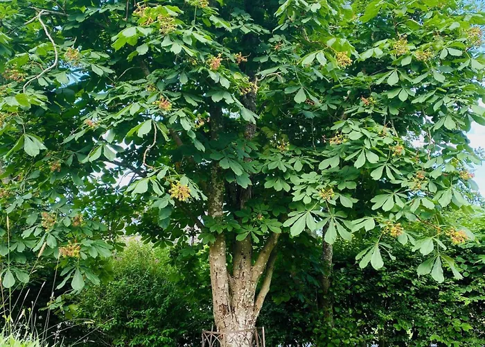 Strandlaeufer Osterhever