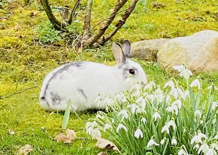 Strandlaeufer * Osterhever