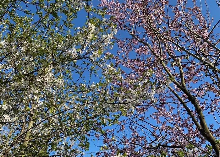 Strandlaeufer Osterhever